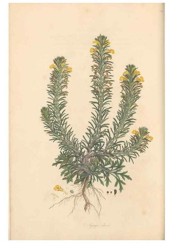 Reproducción/Reproduction 49557161738: Flora Graeca, sive, Plantarum rariorum historia, quas in provinciis aut insulis Graeciae /. Londini :Typis Richardi Taylor et socii, in Vico Shoe-Lane :MDCCCVI-MDCCCXL [1806-1840].. 