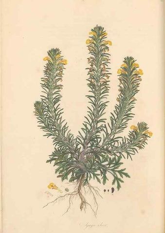 Reproducción/Reproduction 49557161738: Flora Graeca, sive, Plantarum rariorum historia, quas in provinciis aut insulis Graeciae /. Londini :Typis Richardi Taylor et socii, in Vico Shoe-Lane :MDCCCVI-MDCCCXL [1806-1840].. 