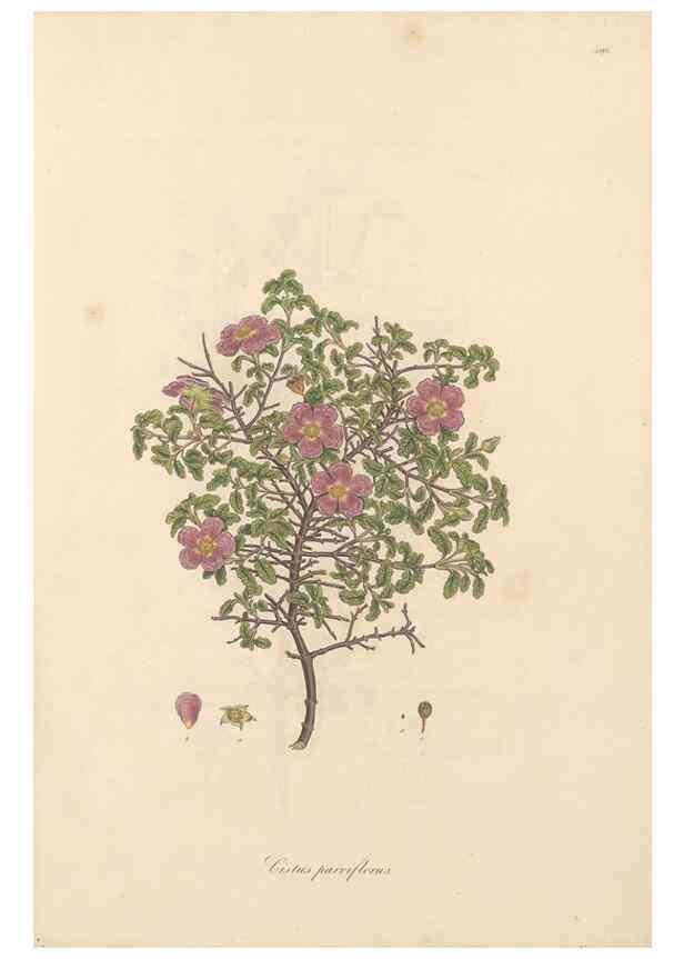 Reproducción/Reproduction 49557087768: Flora Graeca, sive, Plantarum rariorum historia, quas in provinciis aut insulis Graeciae /. Londini :Typis Richardi Taylor et socii, in Vico Shoe-Lane :MDCCCVI-MDCCCXL [1806-1840].. 