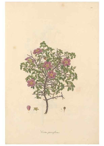 Reproducción/Reproduction 49557087768: Flora Graeca, sive, Plantarum rariorum historia, quas in provinciis aut insulis Graeciae /. Londini :Typis Richardi Taylor et socii, in Vico Shoe-Lane :MDCCCVI-MDCCCXL [1806-1840].. 