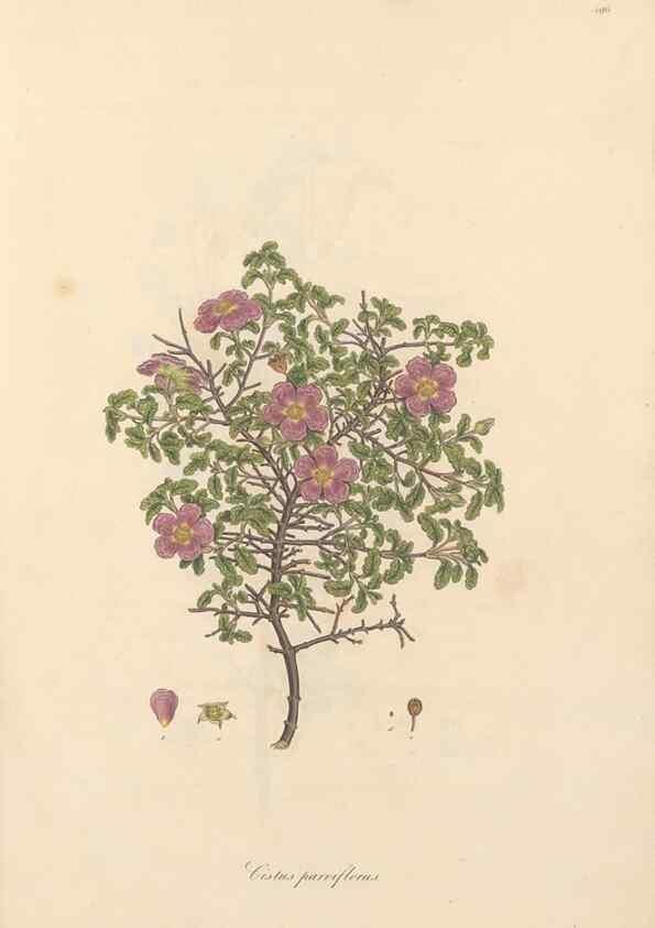 Reproducción/Reproduction 49557087768: Flora Graeca, sive, Plantarum rariorum historia, quas in provinciis aut insulis Graeciae /. Londini :Typis Richardi Taylor et socii, in Vico Shoe-Lane :MDCCCVI-MDCCCXL [1806-1840].. 
