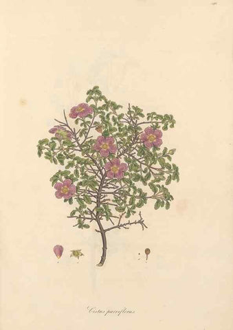 Reproducción/Reproduction 49557087768: Flora Graeca, sive, Plantarum rariorum historia, quas in provinciis aut insulis Graeciae /. Londini :Typis Richardi Taylor et socii, in Vico Shoe-Lane :MDCCCVI-MDCCCXL [1806-1840].. 