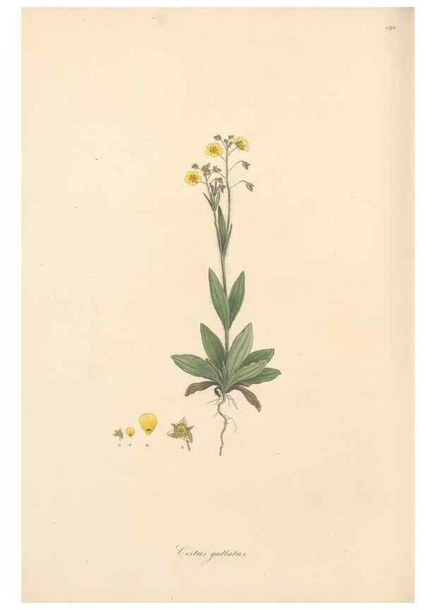 Reproducción/Reproduction 49557088458: Flora Graeca, sive, Plantarum rariorum historia, quas in provinciis aut insulis Graeciae /. Londini :Typis Richardi Taylor et socii, in Vico Shoe-Lane :MDCCCVI-MDCCCXL [1806-1840].. 