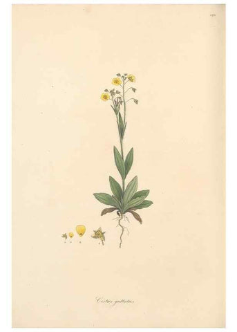 Reproducción/Reproduction 49557088458: Flora Graeca, sive, Plantarum rariorum historia, quas in provinciis aut insulis Graeciae /. Londini :Typis Richardi Taylor et socii, in Vico Shoe-Lane :MDCCCVI-MDCCCXL [1806-1840].. 