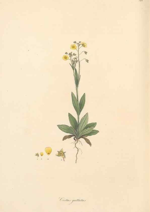 Reproducción/Reproduction 49557088458: Flora Graeca, sive, Plantarum rariorum historia, quas in provinciis aut insulis Graeciae /. Londini :Typis Richardi Taylor et socii, in Vico Shoe-Lane :MDCCCVI-MDCCCXL [1806-1840].. 