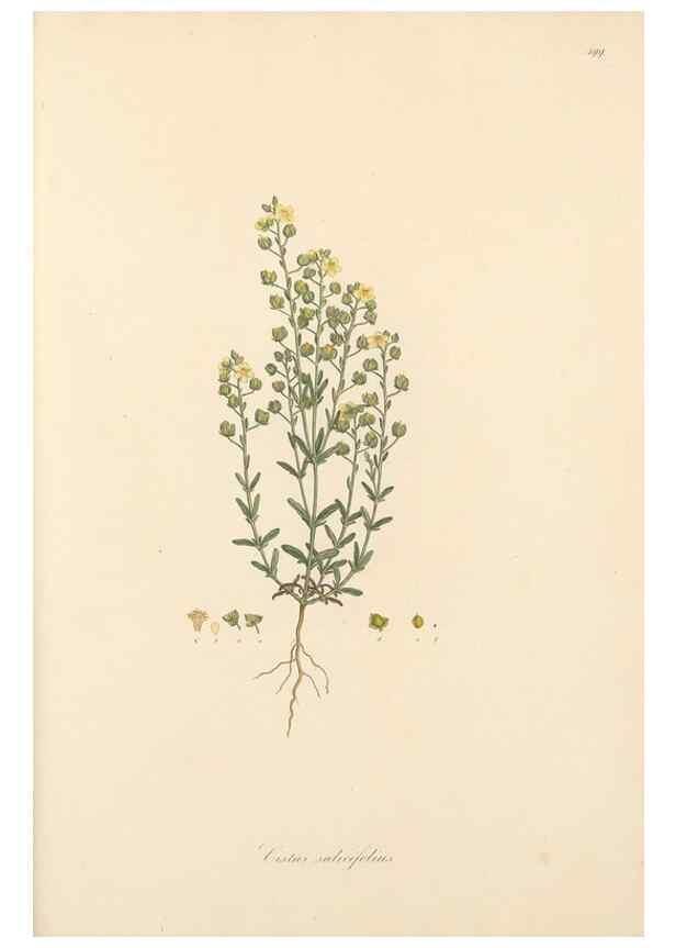 Reproducción/Reproduction 49557820902: Flora Graeca, sive, Plantarum rariorum historia, quas in provinciis aut insulis Graeciae /. Londini :Typis Richardi Taylor et socii, in Vico Shoe-Lane :MDCCCVI-MDCCCXL [1806-1840].. 
