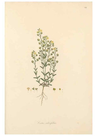 Reproducción/Reproduction 49557820902: Flora Graeca, sive, Plantarum rariorum historia, quas in provinciis aut insulis Graeciae /. Londini :Typis Richardi Taylor et socii, in Vico Shoe-Lane :MDCCCVI-MDCCCXL [1806-1840].. 