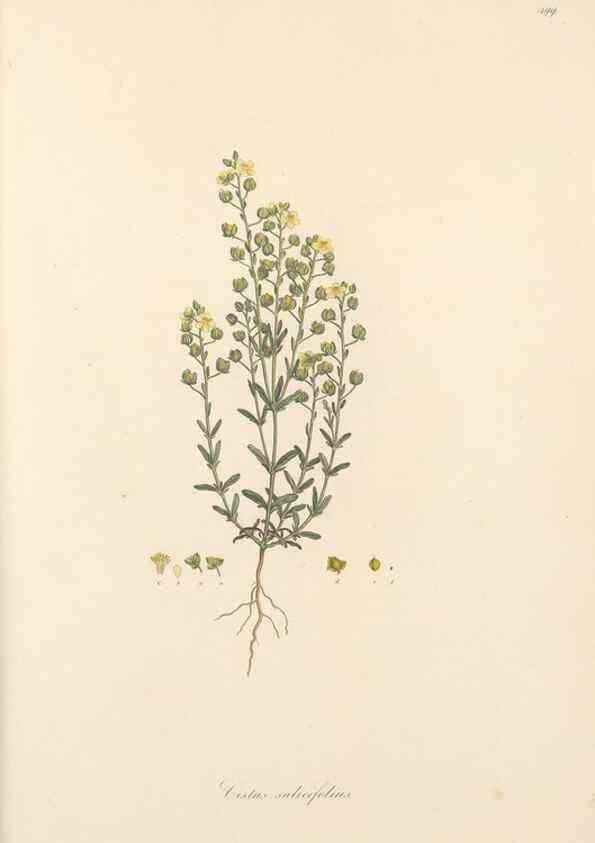 Reproducción/Reproduction 49557820902: Flora Graeca, sive, Plantarum rariorum historia, quas in provinciis aut insulis Graeciae /. Londini :Typis Richardi Taylor et socii, in Vico Shoe-Lane :MDCCCVI-MDCCCXL [1806-1840].. 