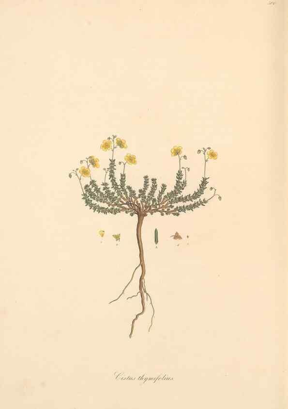 Reproducción/Reproduction 49557586321: Flora Graeca, sive, Plantarum rariorum historia, quas in provinciis aut insulis Graeciae /. Londini :Typis Richardi Taylor et socii, in Vico Shoe-Lane :MDCCCVI-MDCCCXL [1806-1840].. 