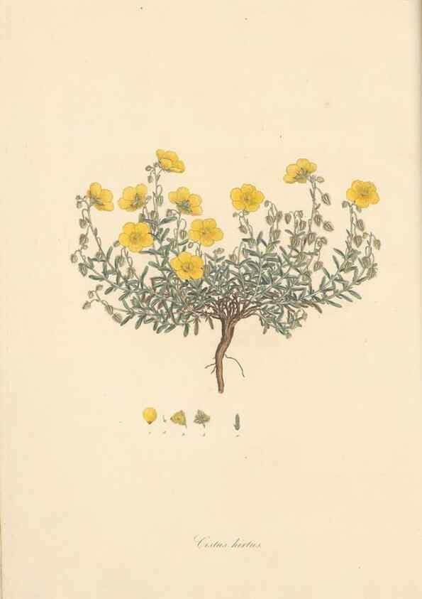 Reproducción/Reproduction 49557155108: Flora Graeca, sive, Plantarum rariorum historia, quas in provinciis aut insulis Graeciae /. Londini :Typis Richardi Taylor et socii, in Vico Shoe-Lane :MDCCCVI-MDCCCXL [1806-1840].. 