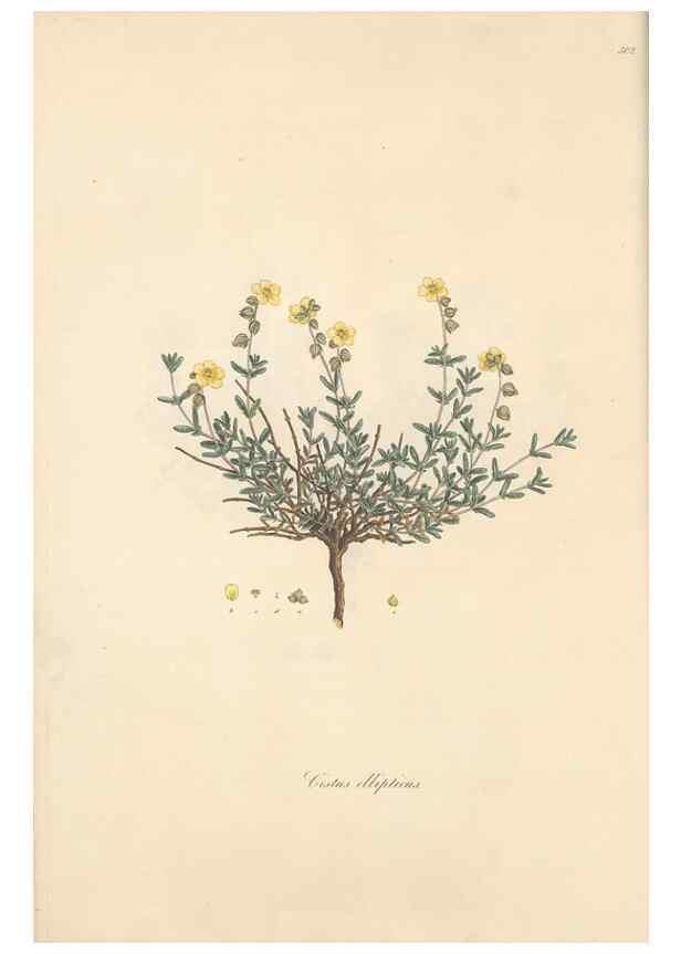 Reproducción/Reproduction 49557652946: Flora Graeca, sive, Plantarum rariorum historia, quas in provinciis aut insulis Graeciae /. Londini :Typis Richardi Taylor et socii, in Vico Shoe-Lane :MDCCCVI-MDCCCXL [1806-1840].. 