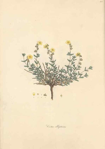 Reproducción/Reproduction 49557652946: Flora Graeca, sive, Plantarum rariorum historia, quas in provinciis aut insulis Graeciae /. Londini :Typis Richardi Taylor et socii, in Vico Shoe-Lane :MDCCCVI-MDCCCXL [1806-1840].. 