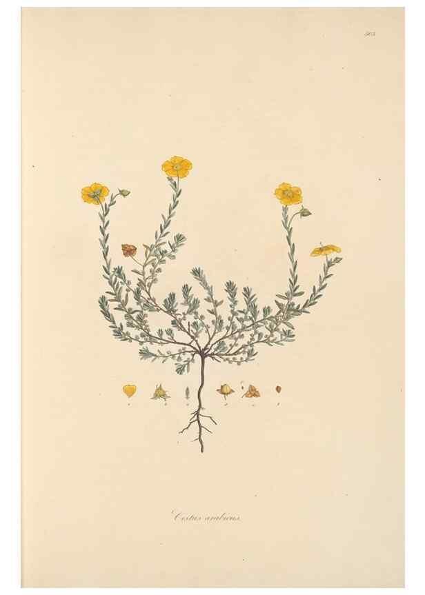 Reproducción/Reproduction 49557887457: Flora Graeca, sive, Plantarum rariorum historia, quas in provinciis aut insulis Graeciae /. Londini :Typis Richardi Taylor et socii, in Vico Shoe-Lane :MDCCCVI-MDCCCXL [1806-1840].. 