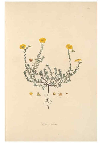 Reproducción/Reproduction 49557887457: Flora Graeca, sive, Plantarum rariorum historia, quas in provinciis aut insulis Graeciae /. Londini :Typis Richardi Taylor et socii, in Vico Shoe-Lane :MDCCCVI-MDCCCXL [1806-1840].. 