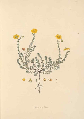Reproducción/Reproduction 49557887457: Flora Graeca, sive, Plantarum rariorum historia, quas in provinciis aut insulis Graeciae /. Londini :Typis Richardi Taylor et socii, in Vico Shoe-Lane :MDCCCVI-MDCCCXL [1806-1840].. 