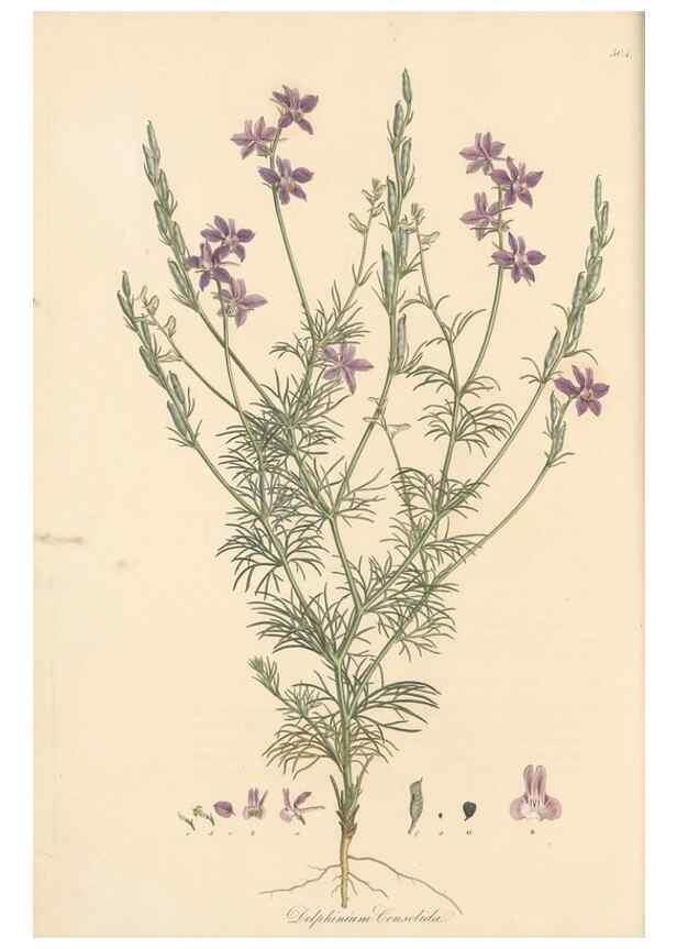 Reproducción/Reproduction 49557653581: Flora Graeca, sive, Plantarum rariorum historia, quas in provinciis aut insulis Graeciae /. Londini :Typis Richardi Taylor et socii, in Vico Shoe-Lane :MDCCCVI-MDCCCXL [1806-1840].. 