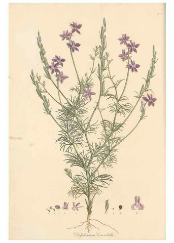 Reproducción/Reproduction 49557653581: Flora Graeca, sive, Plantarum rariorum historia, quas in provinciis aut insulis Graeciae /. Londini :Typis Richardi Taylor et socii, in Vico Shoe-Lane :MDCCCVI-MDCCCXL [1806-1840].. 
