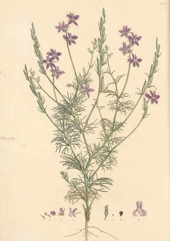 Reproducción/Reproduction 49557653581: Flora Graeca, sive, Plantarum rariorum historia, quas in provinciis aut insulis Graeciae /. Londini :Typis Richardi Taylor et socii, in Vico Shoe-Lane :MDCCCVI-MDCCCXL [1806-1840].. 