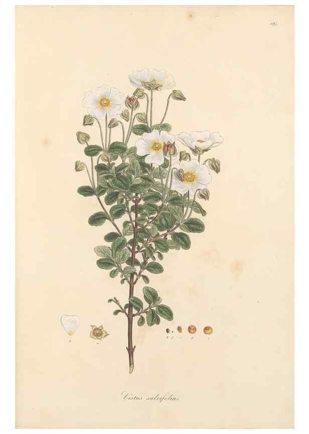 Reproducción/Reproduction 49557088123: Flora Graeca, sive, Plantarum rariorum historia, quas in provinciis aut insulis Graeciae /. Londini :Typis Richardi Taylor et socii, in Vico Shoe-Lane :MDCCCVI-MDCCCXL [1806-1840].. 