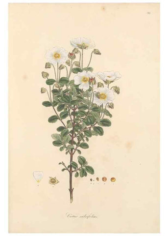 Reproducción/Reproduction 49557088123: Flora Graeca, sive, Plantarum rariorum historia, quas in provinciis aut insulis Graeciae /. Londini :Typis Richardi Taylor et socii, in Vico Shoe-Lane :MDCCCVI-MDCCCXL [1806-1840].. 