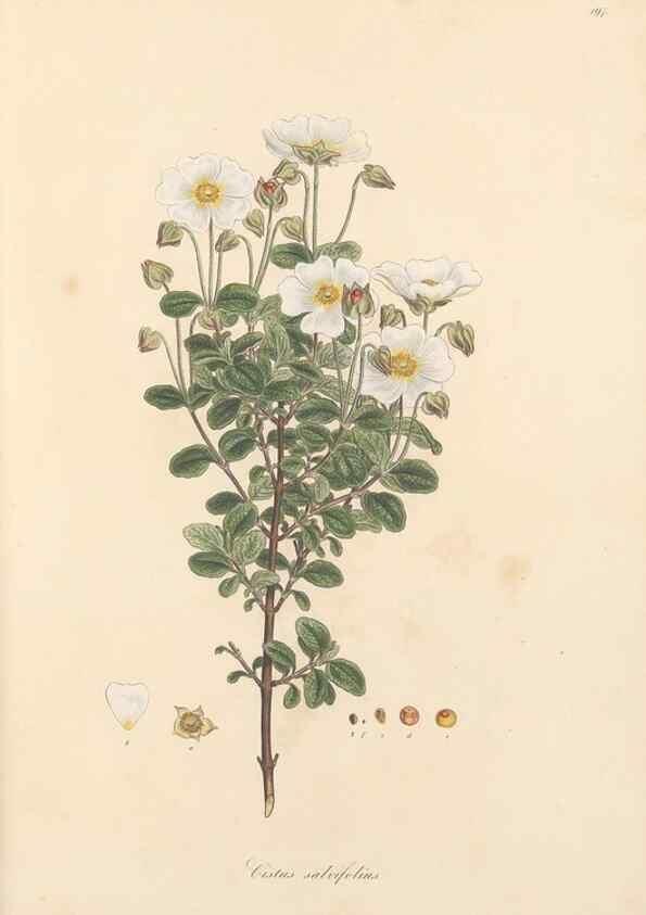 Reproducción/Reproduction 49557088123: Flora Graeca, sive, Plantarum rariorum historia, quas in provinciis aut insulis Graeciae /. Londini :Typis Richardi Taylor et socii, in Vico Shoe-Lane :MDCCCVI-MDCCCXL [1806-1840].. 