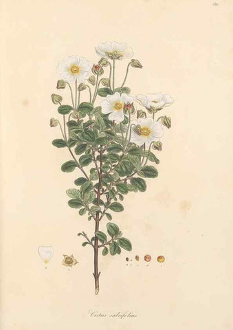 Reproducción/Reproduction 49557088123: Flora Graeca, sive, Plantarum rariorum historia, quas in provinciis aut insulis Graeciae /. Londini :Typis Richardi Taylor et socii, in Vico Shoe-Lane :MDCCCVI-MDCCCXL [1806-1840].. 