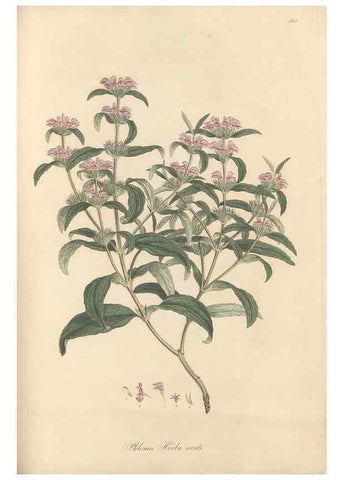 Reproducción/Reproduction 49557906692: Flora Graeca, sive, Plantarum rariorum historia, quas in provinciis aut insulis Graeciae /. Londini :Typis Richardi Taylor et socii, in Vico Shoe-Lane :MDCCCVI-MDCCCXL [1806-1840].. 