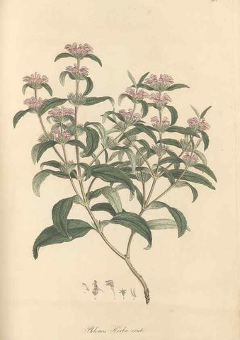 Reproducción/Reproduction 49557906692: Flora Graeca, sive, Plantarum rariorum historia, quas in provinciis aut insulis Graeciae /. Londini :Typis Richardi Taylor et socii, in Vico Shoe-Lane :MDCCCVI-MDCCCXL [1806-1840].. 