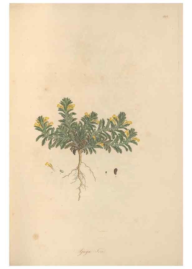 Reproducción/Reproduction 49557162028: Flora Graeca, sive, Plantarum rariorum historia, quas in provinciis aut insulis Graeciae /. Londini :Typis Richardi Taylor et socii, in Vico Shoe-Lane :MDCCCVI-MDCCCXL [1806-1840].. 