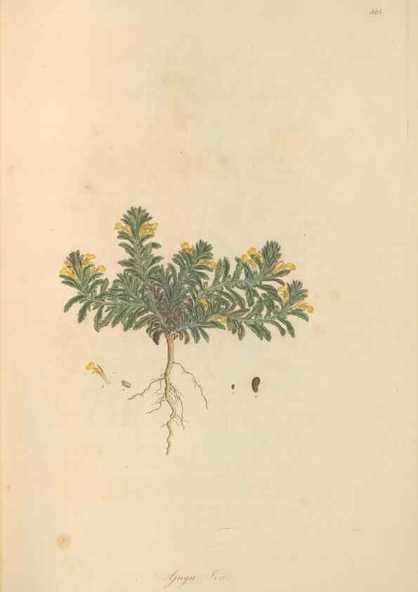 Reproducción/Reproduction 49557162028: Flora Graeca, sive, Plantarum rariorum historia, quas in provinciis aut insulis Graeciae /. Londini :Typis Richardi Taylor et socii, in Vico Shoe-Lane :MDCCCVI-MDCCCXL [1806-1840].. 