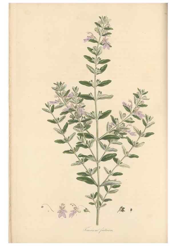Reproducción/Reproduction 49557660541: Flora Graeca, sive, Plantarum rariorum historia, quas in provinciis aut insulis Graeciae /. Londini :Typis Richardi Taylor et socii, in Vico Shoe-Lane :MDCCCVI-MDCCCXL [1806-1840].. 