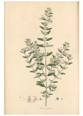 Reproducción/Reproduction 49557660541: Flora Graeca, sive, Plantarum rariorum historia, quas in provinciis aut insulis Graeciae /. Londini :Typis Richardi Taylor et socii, in Vico Shoe-Lane :MDCCCVI-MDCCCXL [1806-1840].. 