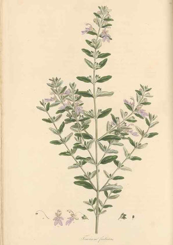 Reproducción/Reproduction 49557660541: Flora Graeca, sive, Plantarum rariorum historia, quas in provinciis aut insulis Graeciae /. Londini :Typis Richardi Taylor et socii, in Vico Shoe-Lane :MDCCCVI-MDCCCXL [1806-1840].. 