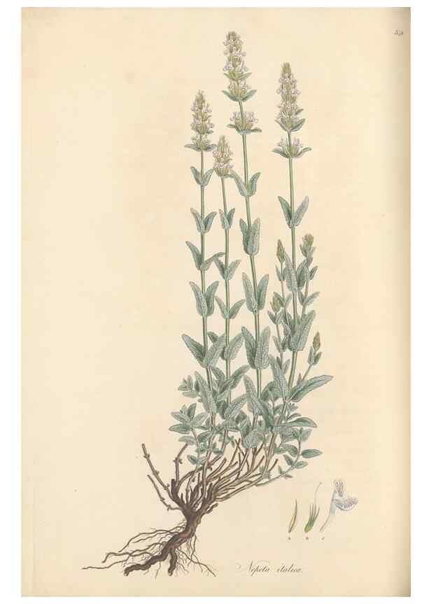 Reproducción/Reproduction 49557667321: Flora Graeca, sive, Plantarum rariorum historia, quas in provinciis aut insulis Graeciae /. Londini :Typis Richardi Taylor et socii, in Vico Shoe-Lane :MDCCCVI-MDCCCXL [1806-1840].. 