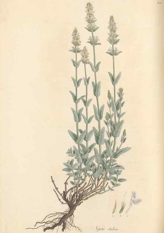 Reproducción/Reproduction 49557667321: Flora Graeca, sive, Plantarum rariorum historia, quas in provinciis aut insulis Graeciae /. Londini :Typis Richardi Taylor et socii, in Vico Shoe-Lane :MDCCCVI-MDCCCXL [1806-1840].. 