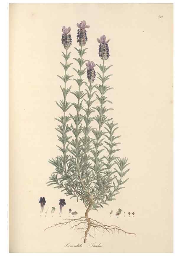 Reproducción/Reproduction 49557667636: Flora Graeca, sive, Plantarum rariorum historia, quas in provinciis aut insulis Graeciae /. Londini :Typis Richardi Taylor et socii, in Vico Shoe-Lane :MDCCCVI-MDCCCXL [1806-1840].. 
