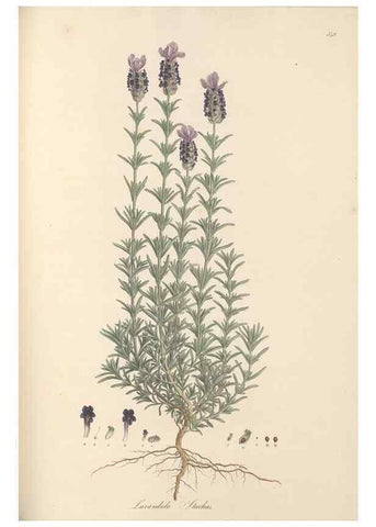 Reproducción/Reproduction 49557667636: Flora Graeca, sive, Plantarum rariorum historia, quas in provinciis aut insulis Graeciae /. Londini :Typis Richardi Taylor et socii, in Vico Shoe-Lane :MDCCCVI-MDCCCXL [1806-1840].. 