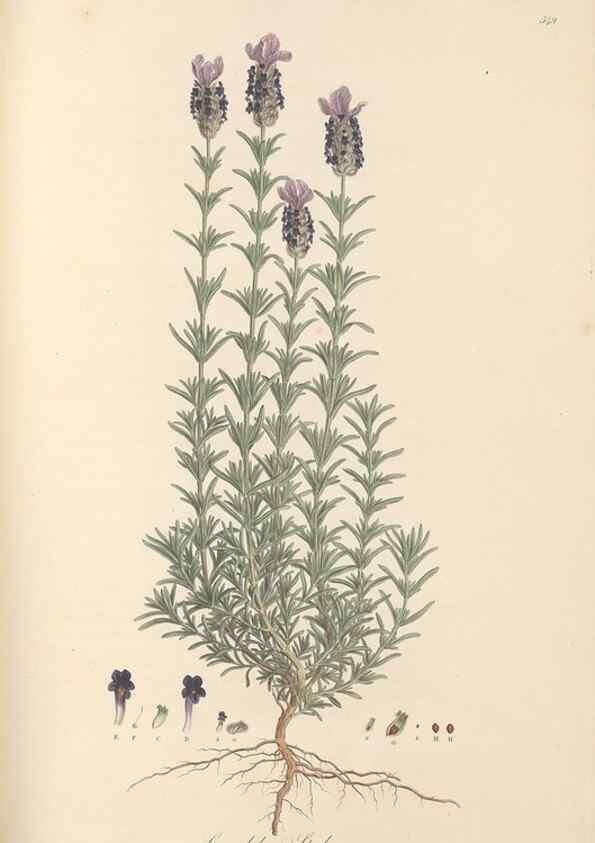 Reproducción/Reproduction 49557667636: Flora Graeca, sive, Plantarum rariorum historia, quas in provinciis aut insulis Graeciae /. Londini :Typis Richardi Taylor et socii, in Vico Shoe-Lane :MDCCCVI-MDCCCXL [1806-1840].. 