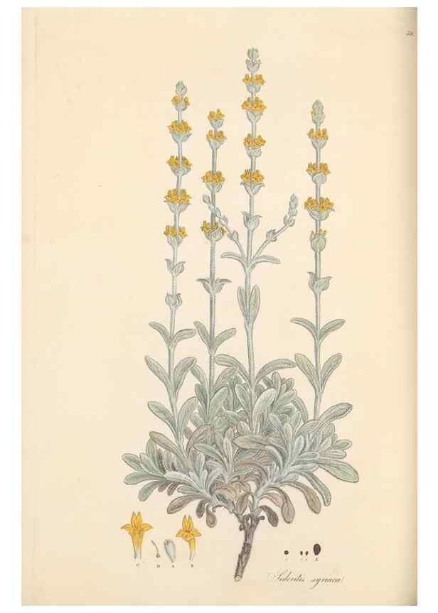 Reproducción/Reproduction 49557667911: Flora Graeca, sive, Plantarum rariorum historia, quas in provinciis aut insulis Graeciae /. Londini :Typis Richardi Taylor et socii, in Vico Shoe-Lane :MDCCCVI-MDCCCXL [1806-1840].. 