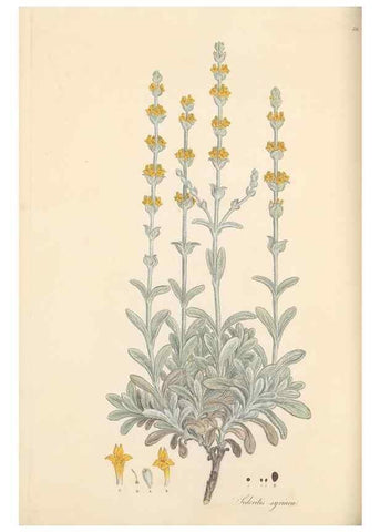 Reproducción/Reproduction 49557667911: Flora Graeca, sive, Plantarum rariorum historia, quas in provinciis aut insulis Graeciae /. Londini :Typis Richardi Taylor et socii, in Vico Shoe-Lane :MDCCCVI-MDCCCXL [1806-1840].. 