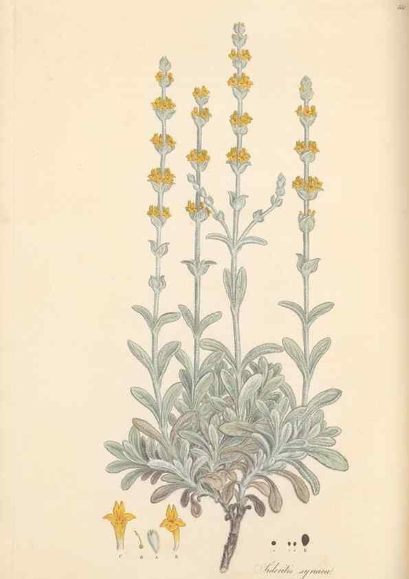 Reproducción/Reproduction 49557667911: Flora Graeca, sive, Plantarum rariorum historia, quas in provinciis aut insulis Graeciae /. Londini :Typis Richardi Taylor et socii, in Vico Shoe-Lane :MDCCCVI-MDCCCXL [1806-1840].. 