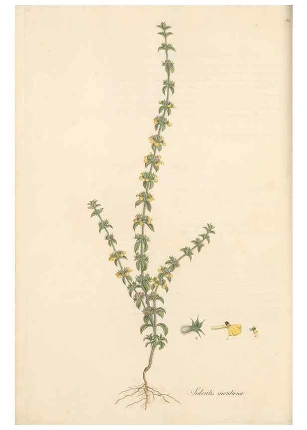 Reproducción/Reproduction 49557668156: Flora Graeca, sive, Plantarum rariorum historia, quas in provinciis aut insulis Graeciae /. Londini :Typis Richardi Taylor et socii, in Vico Shoe-Lane :MDCCCVI-MDCCCXL [1806-1840].. 