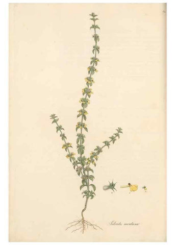 Reproducción/Reproduction 49557668156: Flora Graeca, sive, Plantarum rariorum historia, quas in provinciis aut insulis Graeciae /. Londini :Typis Richardi Taylor et socii, in Vico Shoe-Lane :MDCCCVI-MDCCCXL [1806-1840].. 