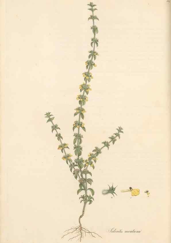 Reproducción/Reproduction 49557668156: Flora Graeca, sive, Plantarum rariorum historia, quas in provinciis aut insulis Graeciae /. Londini :Typis Richardi Taylor et socii, in Vico Shoe-Lane :MDCCCVI-MDCCCXL [1806-1840].. 