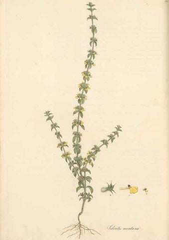 Reproducción/Reproduction 49557668156: Flora Graeca, sive, Plantarum rariorum historia, quas in provinciis aut insulis Graeciae /. Londini :Typis Richardi Taylor et socii, in Vico Shoe-Lane :MDCCCVI-MDCCCXL [1806-1840].. 