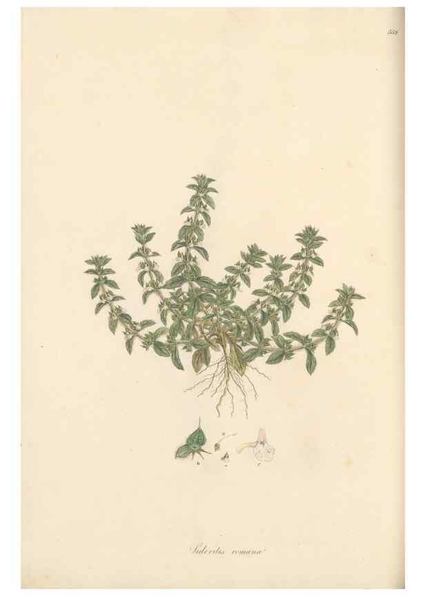 Reproducción/Reproduction 49557902752: Flora Graeca, sive, Plantarum rariorum historia, quas in provinciis aut insulis Graeciae /. Londini :Typis Richardi Taylor et socii, in Vico Shoe-Lane :MDCCCVI-MDCCCXL [1806-1840].. 