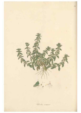 Reproducción/Reproduction 49557902752: Flora Graeca, sive, Plantarum rariorum historia, quas in provinciis aut insulis Graeciae /. Londini :Typis Richardi Taylor et socii, in Vico Shoe-Lane :MDCCCVI-MDCCCXL [1806-1840].. 