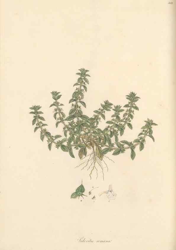 Reproducción/Reproduction 49557902752: Flora Graeca, sive, Plantarum rariorum historia, quas in provinciis aut insulis Graeciae /. Londini :Typis Richardi Taylor et socii, in Vico Shoe-Lane :MDCCCVI-MDCCCXL [1806-1840].. 
