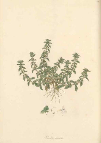 Reproducción/Reproduction 49557902752: Flora Graeca, sive, Plantarum rariorum historia, quas in provinciis aut insulis Graeciae /. Londini :Typis Richardi Taylor et socii, in Vico Shoe-Lane :MDCCCVI-MDCCCXL [1806-1840].. 