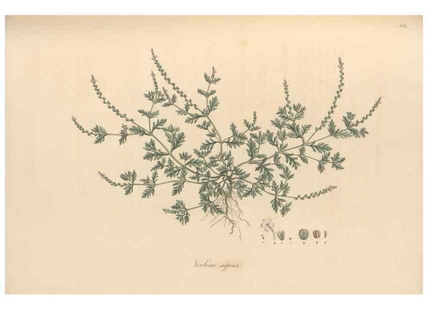Reproducción/Reproduction 49557903172: Flora Graeca, sive, Plantarum rariorum historia, quas in provinciis aut insulis Graeciae /. Londini :Typis Richardi Taylor et socii, in Vico Shoe-Lane :MDCCCVI-MDCCCXL [1806-1840].. 